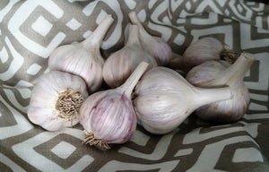 Cuba Garlic