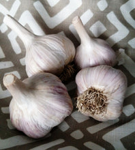 Cuba Garlic