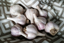 Cuba Garlic